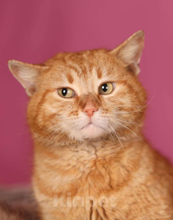 Кошки в Москве: Хотите личного кота-мема? Мальчик, Бесплатно - фото 4