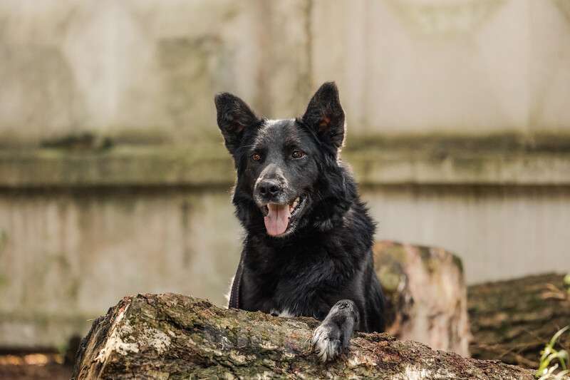 Собаки в Москве: Небольшая черная собачка Эльза в добрые руки Девочка, Бесплатно - фото 4