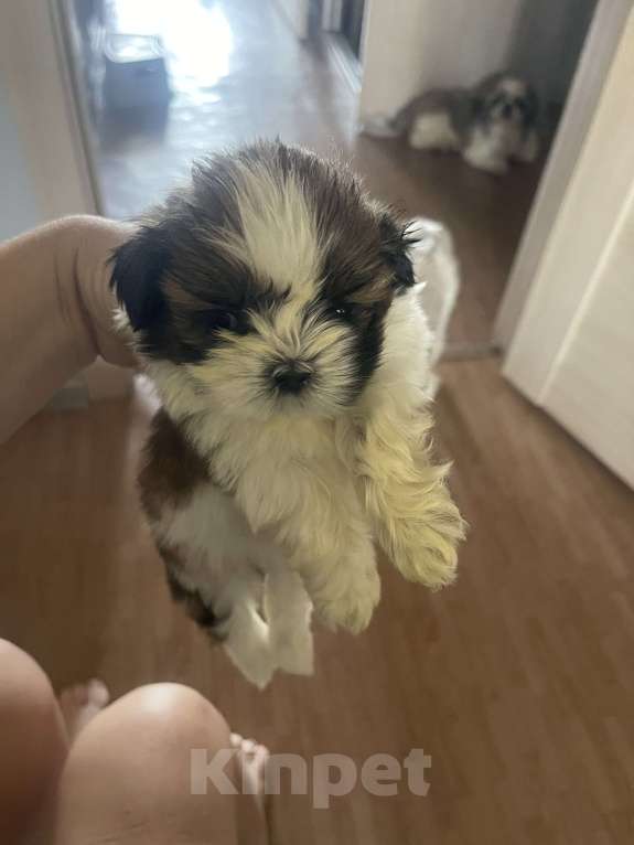 Собаки в Тольятти: Щенки ши-тцу Разнополые, 25 000 руб. - фото 2