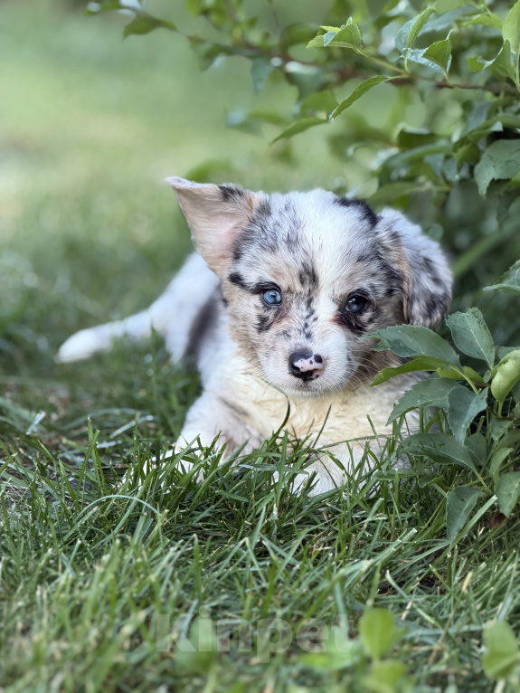Собаки в Москве: вельш корги кардиган девочка Девочка, Бесплатно - фото 1