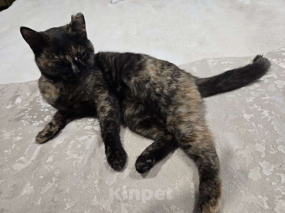 Кошки в Семикаракорске: Хранительница дома  Девочка, Бесплатно - фото 5