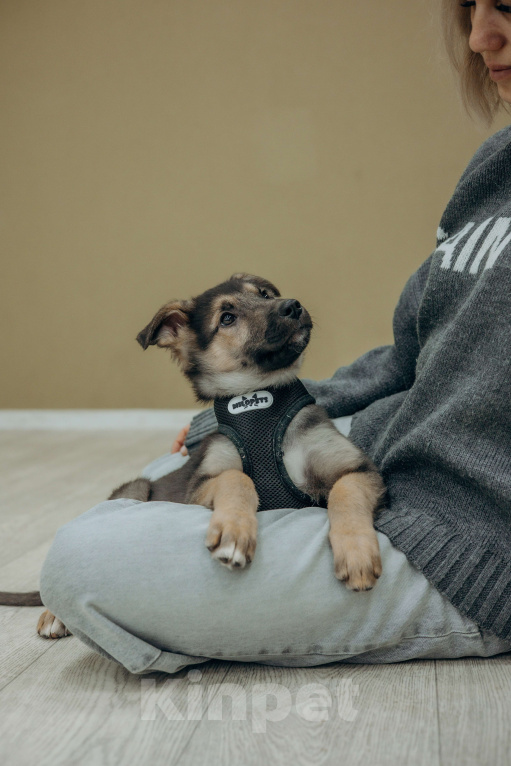 Собаки в Москве: Щенок Абай ищет дом  Мальчик, Бесплатно - фото 6