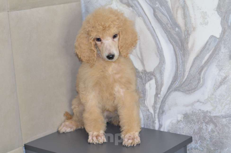 Собаки в Москве: Щенки королевского пуделя Мальчик, 65 000 руб. - фото 5