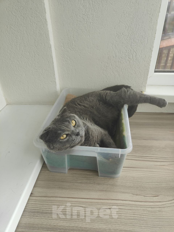 Кошки в Самаре: Кошечка в добрые руки Девочка, Бесплатно - фото 4