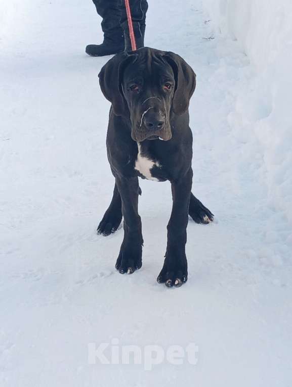 Собаки в Можайске: Немецкий дог. Девочка Мальчик, 60 000 руб. - фото 1