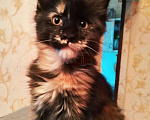 Кошки в Снежинске: Продажа котят Мейн кун, 9 000 руб. - фото 5