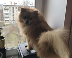 Собаки в Дзержинске: Вязка, 1 руб. - фото 3