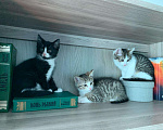 Кошки в Ливны: Котята в добрые руки, Бесплатно - фото 3