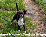 Собаки в Санкт-Петербурге: Тэффи в шоколаде ждёт Вас чихуахуа Девочка, 50 000 руб. - фото 8