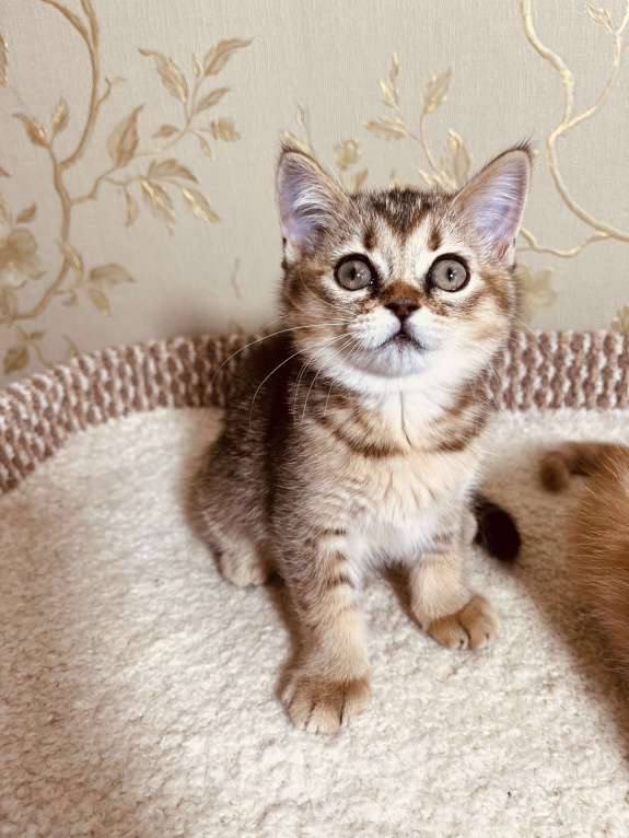 Кошки в Перми: Шотландские котики и кошечки Девочка, 20 000 руб. - фото 4