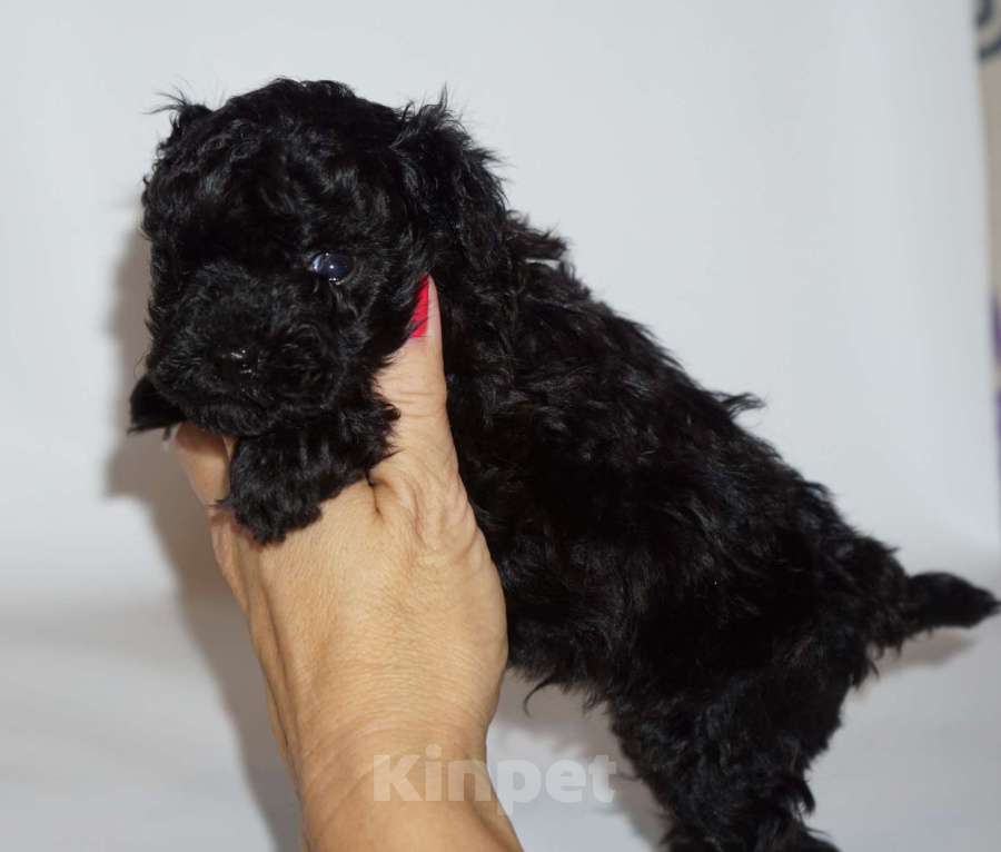 Собаки в Кудрово: Той пудель Девочка, 80 000 руб. - фото 6