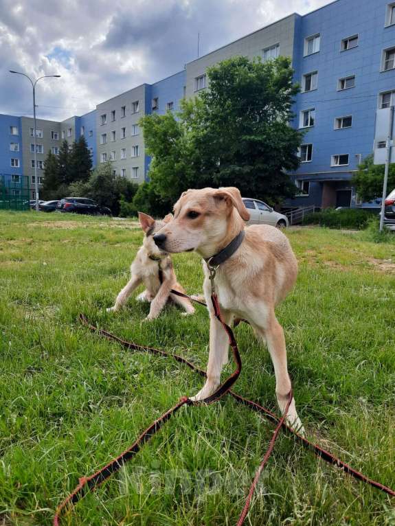 Собаки в Москве: SOS. Щенку грозит выпуск на улицу Мальчик, Бесплатно - фото 2