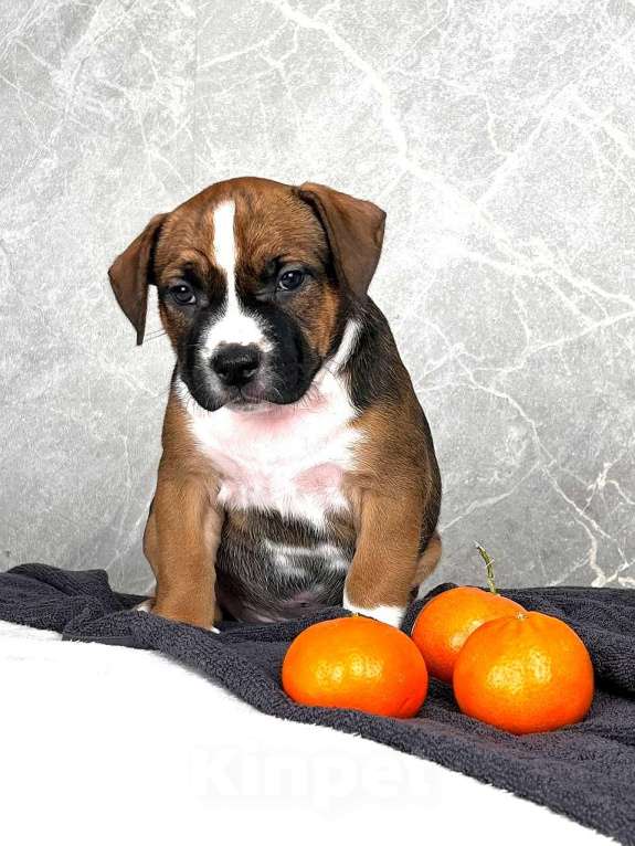 Собаки в Краснодаре: Американский стаффордширский терьер щенок  Мальчик, 80 000 руб. - фото 5