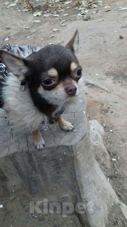 Собаки в Астрахани: Чихуахуа кобель вязка Мальчик, 1 руб. - фото 1