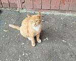 Кошки в Москве: Котенок Искорка ищет дом Девочка, Бесплатно - фото 1