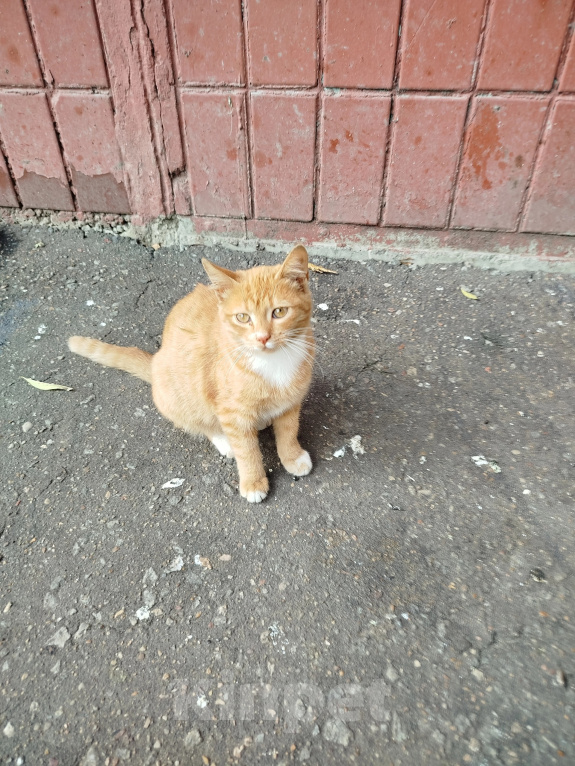 Кошки в Москве: Котенок Искорка ищет дом Девочка, Бесплатно - фото 1