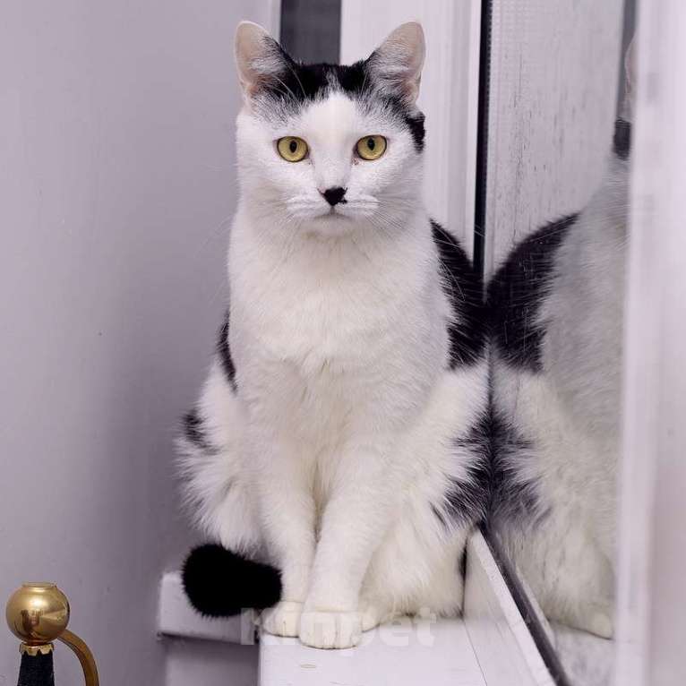 Кошки в Москве: Кот добряк Патрик в добрые руки Мальчик, Бесплатно - фото 8