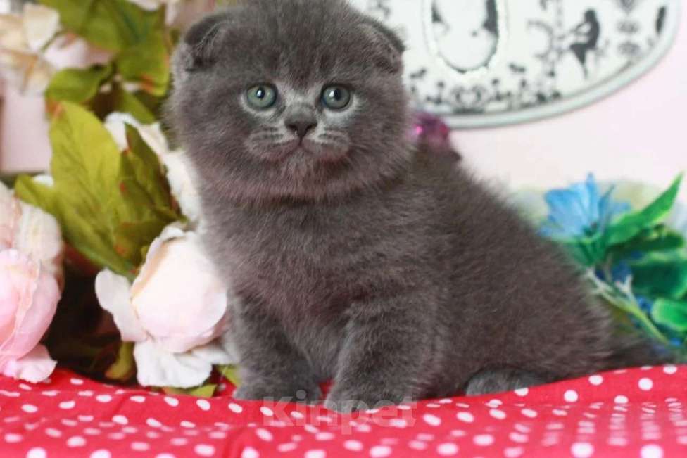Кошки в Москве: Малыши с документами ! Плюшевые котята Мальчик, 20 000 руб. - фото 5