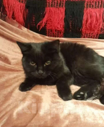 Кошки в Иркутске: В добрые руки Девочка, Бесплатно - фото 3