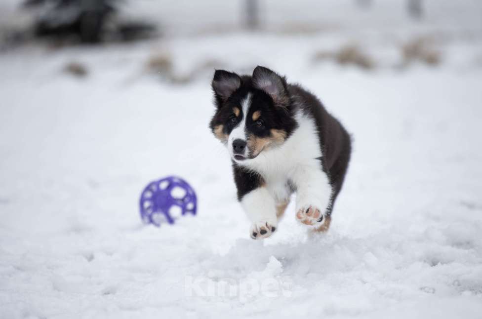 Собаки в Екатеринбурге: Девочка черный триколор  Девочка, Бесплатно - фото 3