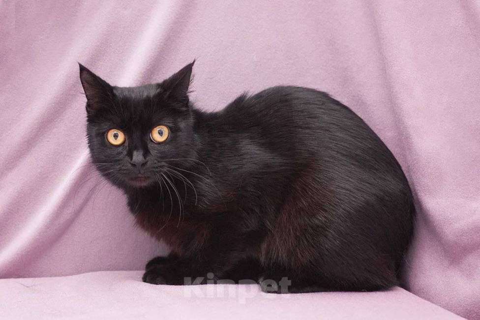 Кошки в Москве: Кошечка-глазастик ищет семью Девочка, Бесплатно - фото 6