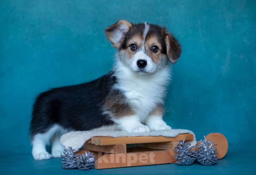 Собаки в Москве: Супер девочка TANGO V NOCHI IZ BASVET PRIDE  Девочка, 95 000 руб. - фото 2