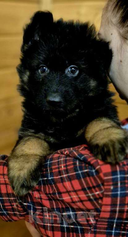 Собаки в других городах Московской области: Немецкая овчарка длинношёрстная Девочка, 55 000 руб. - фото 3