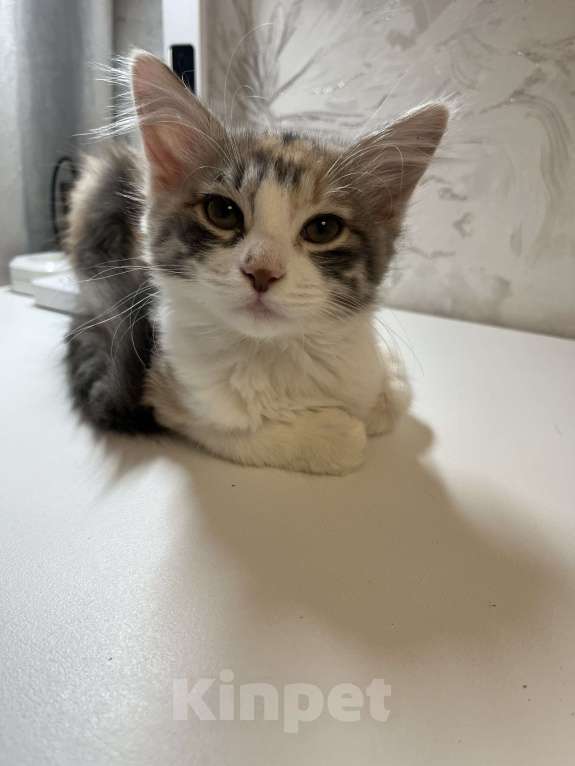 Кошки в Ростове-на-Дону: Манчкин котенок  Девочка, 7 000 руб. - фото 9