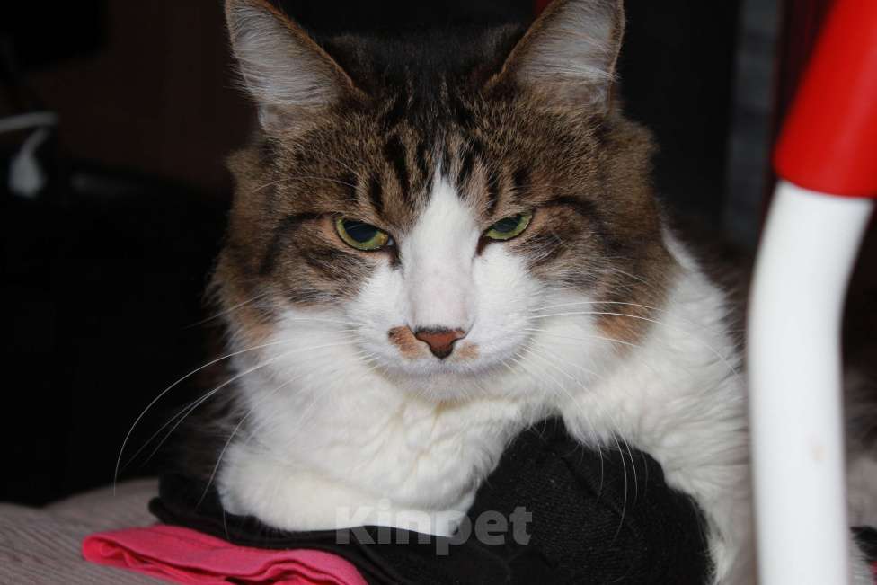 Кошки в Балашихе: Кот Кекс ищет новую семью Мальчик, Бесплатно - фото 5