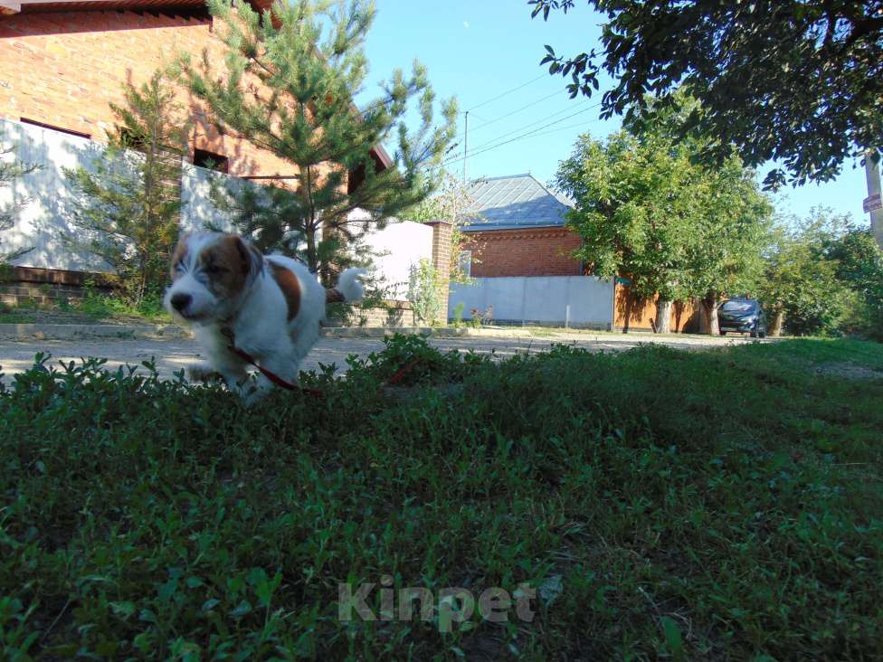 Собаки в Москве: Высокопородный щенок Джек Рассел терьера брокен Девочка, Бесплатно - фото 10