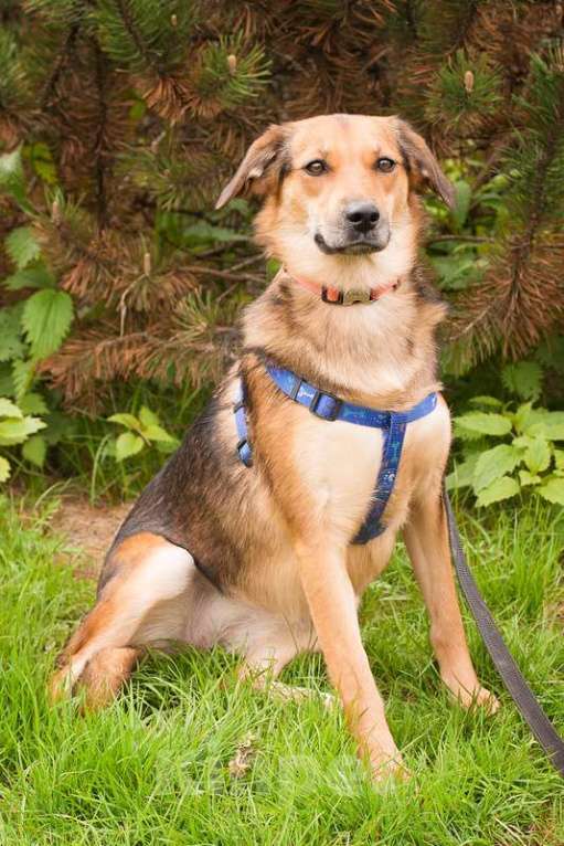 Собаки в Москве: Дафна ищет дом, и она уверена, что кому-что с ней очень повезет! Девочка, 1 руб. - фото 4