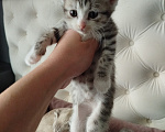 Кошки в Набережных Челнах: Котята. Девочка, 1 000 руб. - фото 3