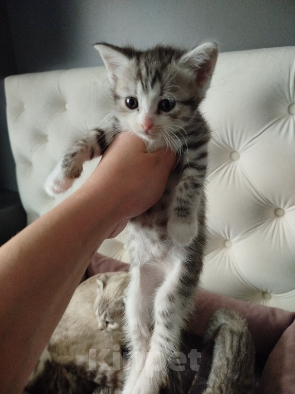 Кошки в Набережных Челнах: Котята. Девочка, 1 000 руб. - фото 3