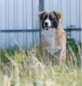 Собаки в Москве: Сэм и Дин Мальчик, Бесплатно - фото 2