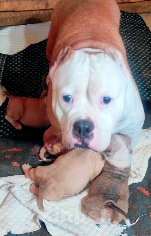 Собаки в Красноярске: Булли- Малыши Разнополые, 80 000 руб. - фото 6