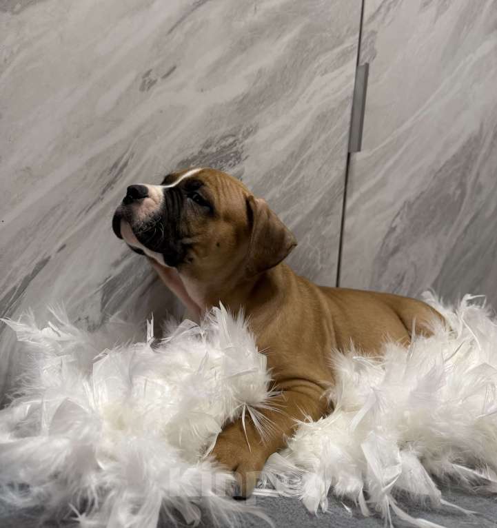 Собаки в Москве: Щенок американского стаффордширского терьера! Мальчик, 65 000 руб. - фото 5