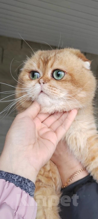 Кошки в других городах Краснодарского края: шотландские котята золотая шиншилла Разнополые, 25 000 руб. - фото 5