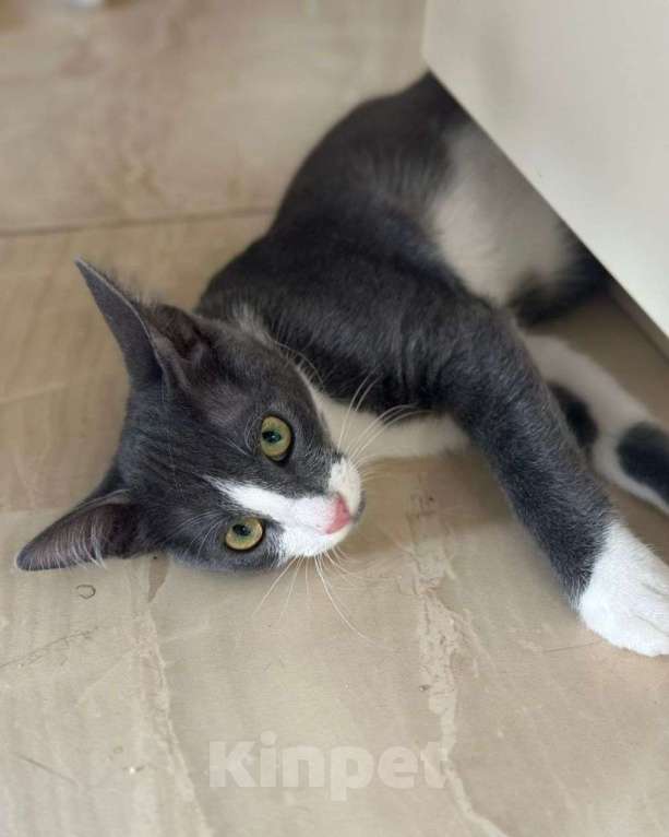 Кошки в Москве: Голубой котенок ищет любящую семью!  Мальчик, Бесплатно - фото 3