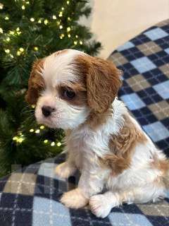 Собаки в Санкт-Петербурге: Кавалер кинг чарльз спаниель Мальчик, Бесплатно - фото 1