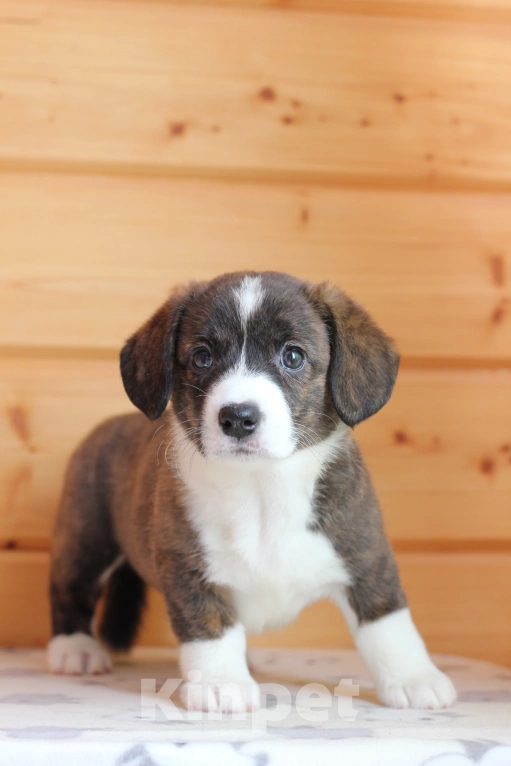 Собаки в Симферополе: Вельш корги кардиган девочки Девочка, Бесплатно - фото 2