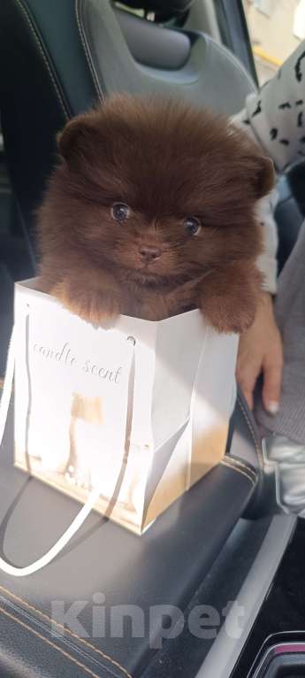 Собаки в Самаре: Шоколадные мини шпицы Мальчик, 120 000 руб. - фото 3
