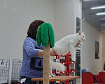 Кошки в Орле: Мейн кунчики.. Документы Девочка, 120 000 руб. - фото 7