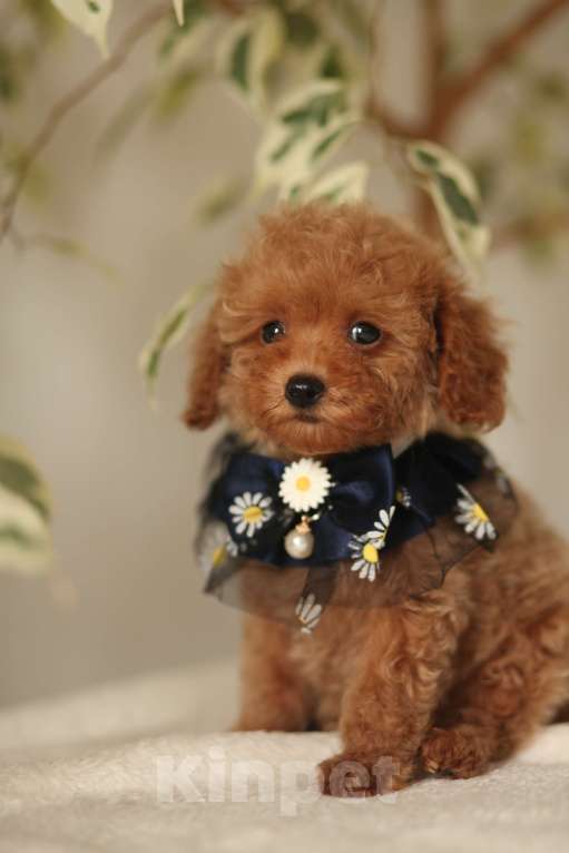 Собаки в Калининграде: Мальтипу мини Мальчик, 85 000 руб. - фото 6