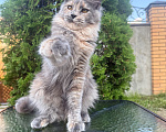 Кошки в Чехове: Мейн-кун котенок Девочка, 40 000 руб. - фото 3
