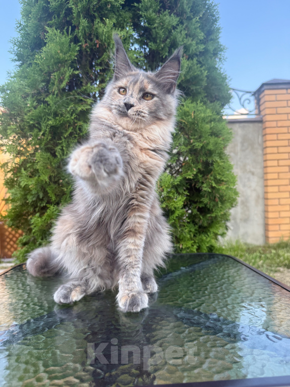 Кошки в Чехове: Мейн-кун котенок Девочка, 40 000 руб. - фото 3