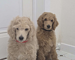 Собаки в Москве: Королевский пудель! Щенок Мальчик, Бесплатно - фото 6