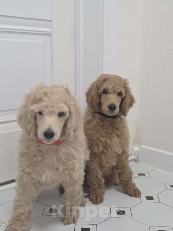 Собаки в Москве: Королевский пудель! Щенок Мальчик, Бесплатно - фото 6