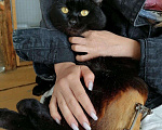 Кошки в Советске (Калининградская область): Чёрный кот в добрые руки, Бесплатно - фото 3