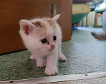 Кошки в Екатеринбурге: Котята Мальчик, 1 руб. - фото 3