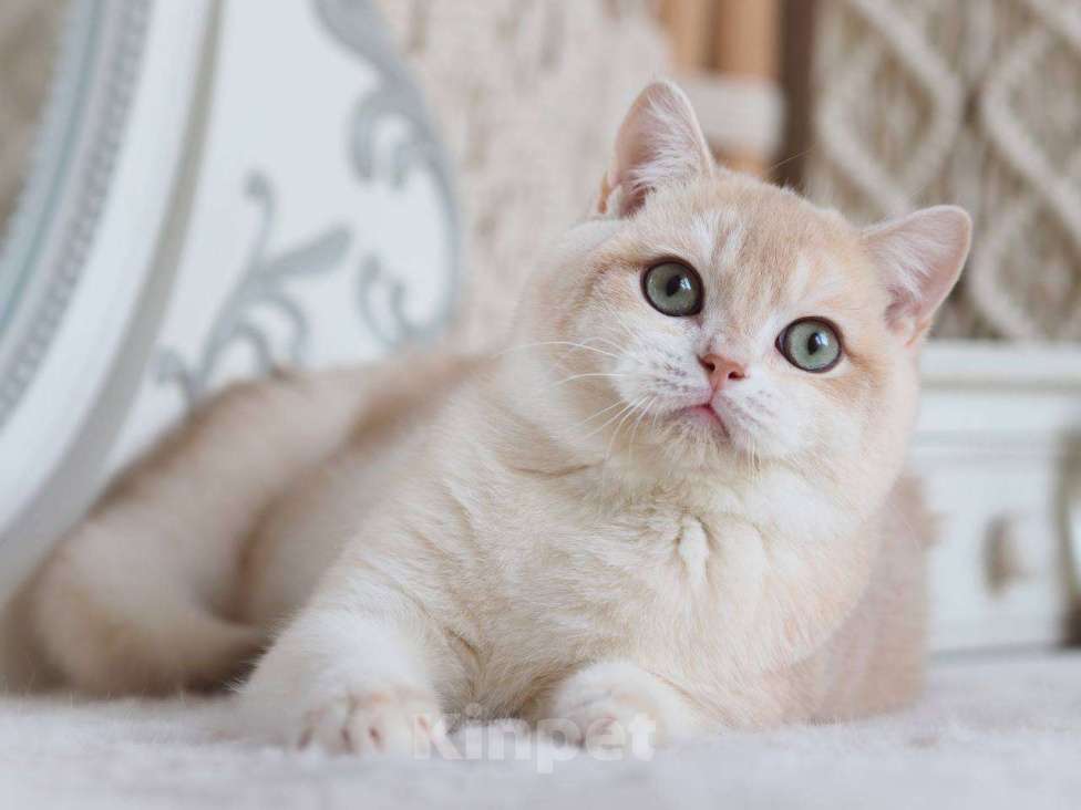 Кошки в Москве: Британский котенок Раф Мальчик, 150 000 руб. - фото 4
